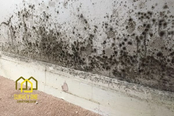 What’s the First Step to Take When You Notice Damp on a Party Wall Blackpool?